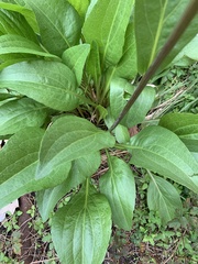 Rudbeckia texana