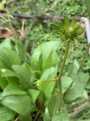 Rudbeckia texana