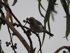 Crithagra leucopygia