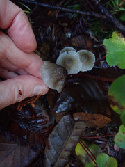 Mycena quiniaultensis
