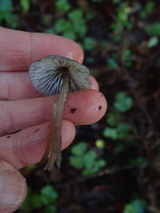 Mycena quiniaultensis