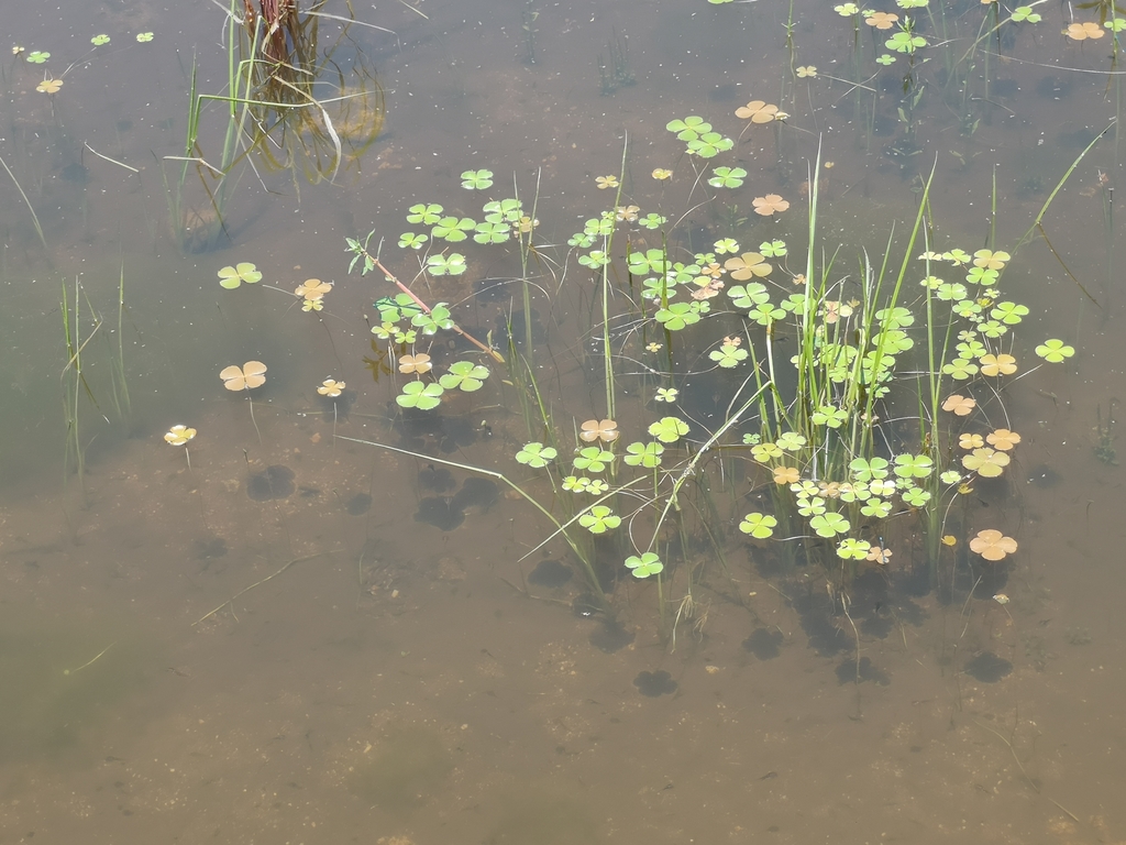 Marsilea macrocarpa from Kruger Park, South Africa on January 26, 2020 ...