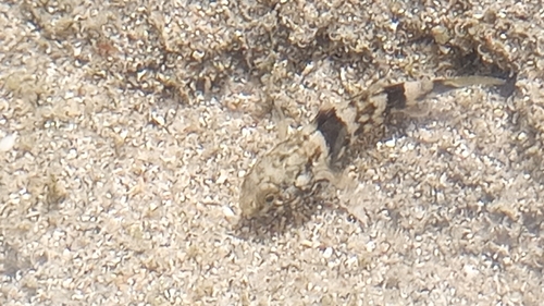 Bathygobius soporator