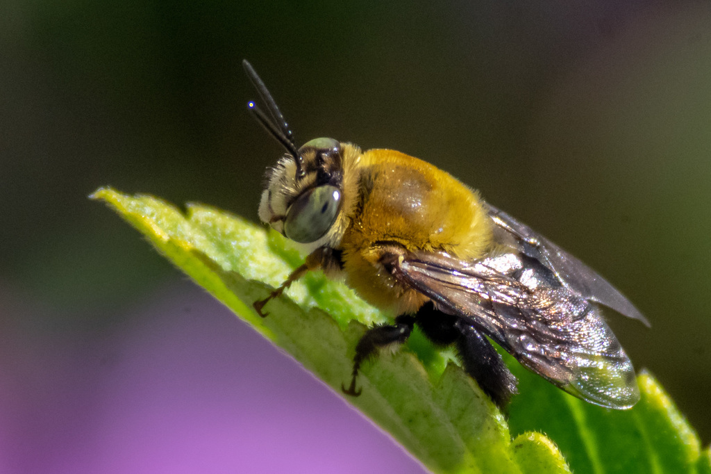 Shining Oil-digger Bee