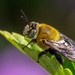 Shining Oil-digger Bee - Photo (c) Niki Robertson, some rights reserved (CC BY), uploaded by Niki Robertson
