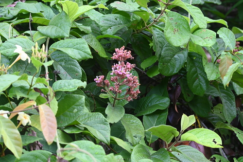 Jubelina riparia