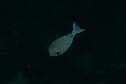 Acanthurus mata