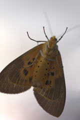 Asota plaginota