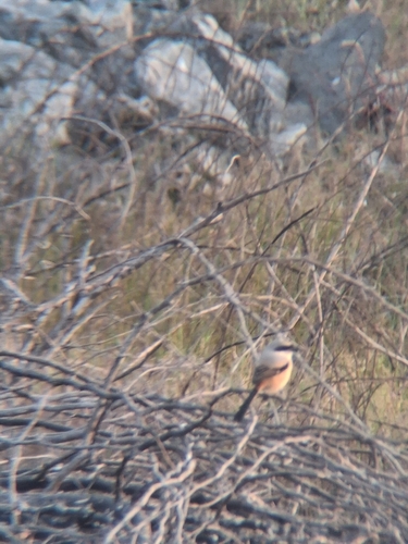 Long-tailed Shrike