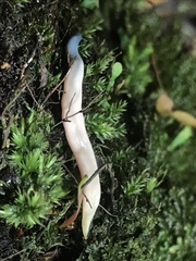 Argonemertes australiensis