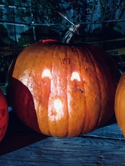 Cucurbita maxima maxima