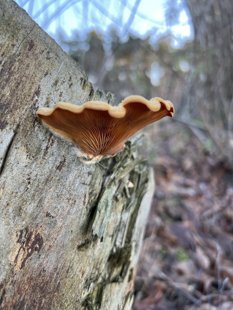 Phyllotopsis nidulans · December 2025 · photo: © fihu (iNaturalist, cc-by)