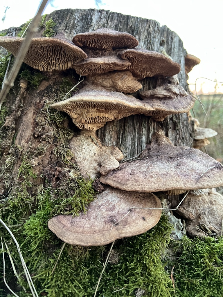 Fomitopsis quercina · December 2025 · photo: © fihu (iNaturalist, cc-by)