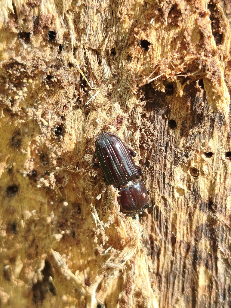 Figulus anthracinus
