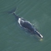 North Atlantic Right Whale - Photo (c) FWC Fish and Wildlife Research Institute, some rights reserved (CC BY-NC-ND)
