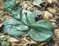 Platanthera orbiculata