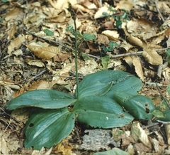 Platanthera orbiculata