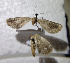 Geometridae