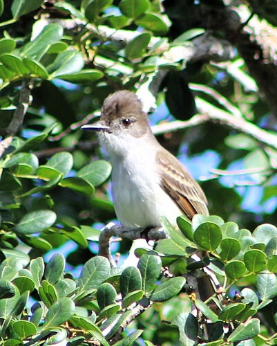 La Sagra's Flycatcher