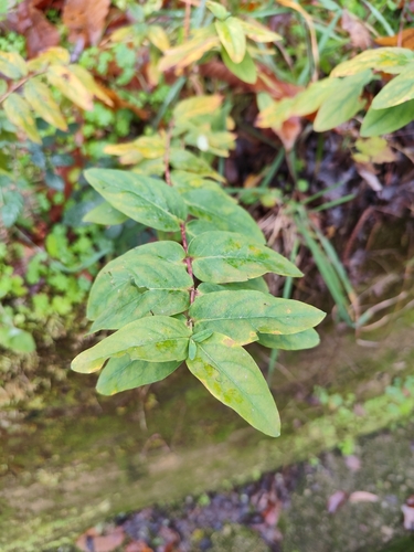 Hypericum androsaemum