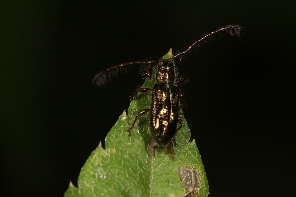 Taurolema hirsuticornis