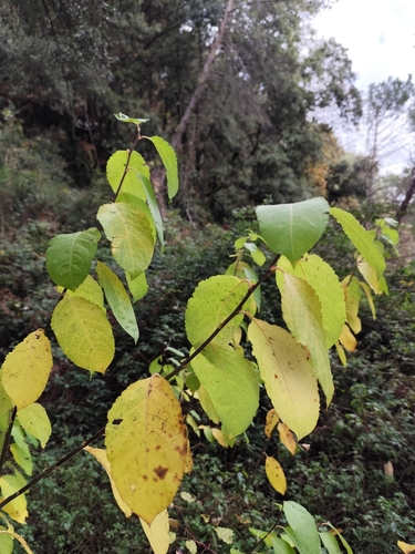 Prunus avium