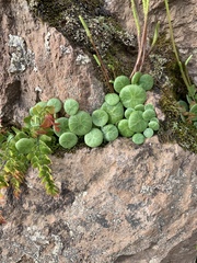 Peperomia polycephala