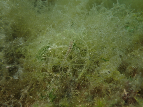 Pomatoschistus pictus
