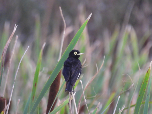 Spectacled Tyrant