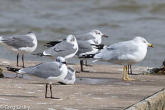 Leucophaeus atricilla