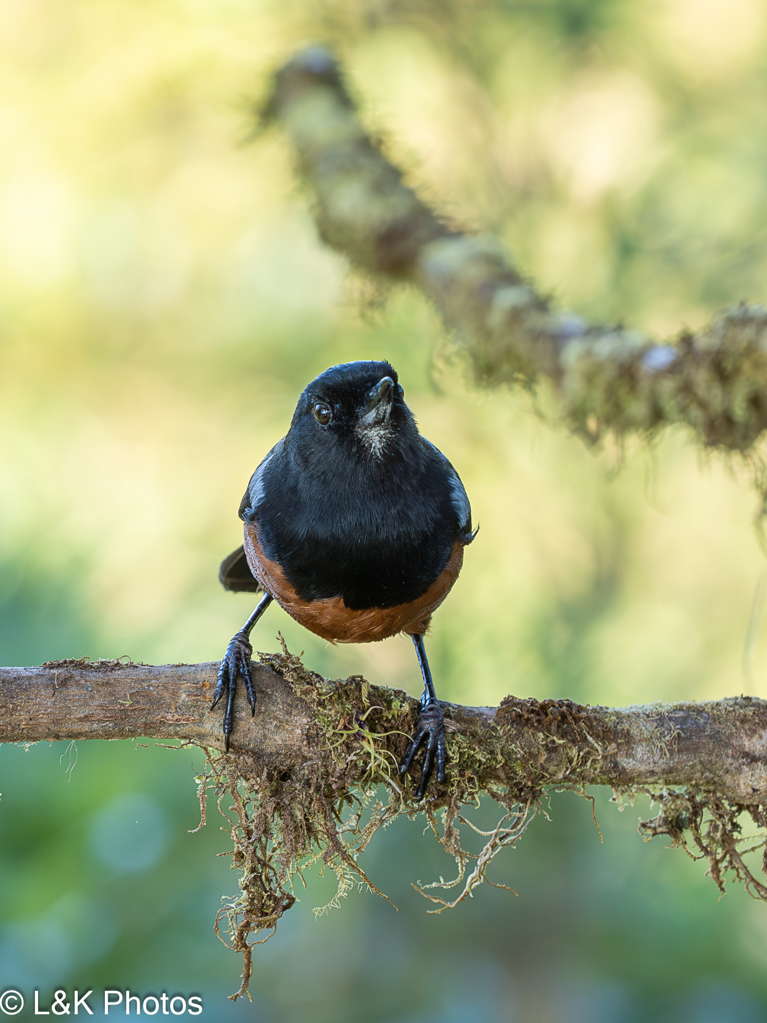 Chestnut-bellied Flowerpiercer (Diglossa gloriosissima), photo 10