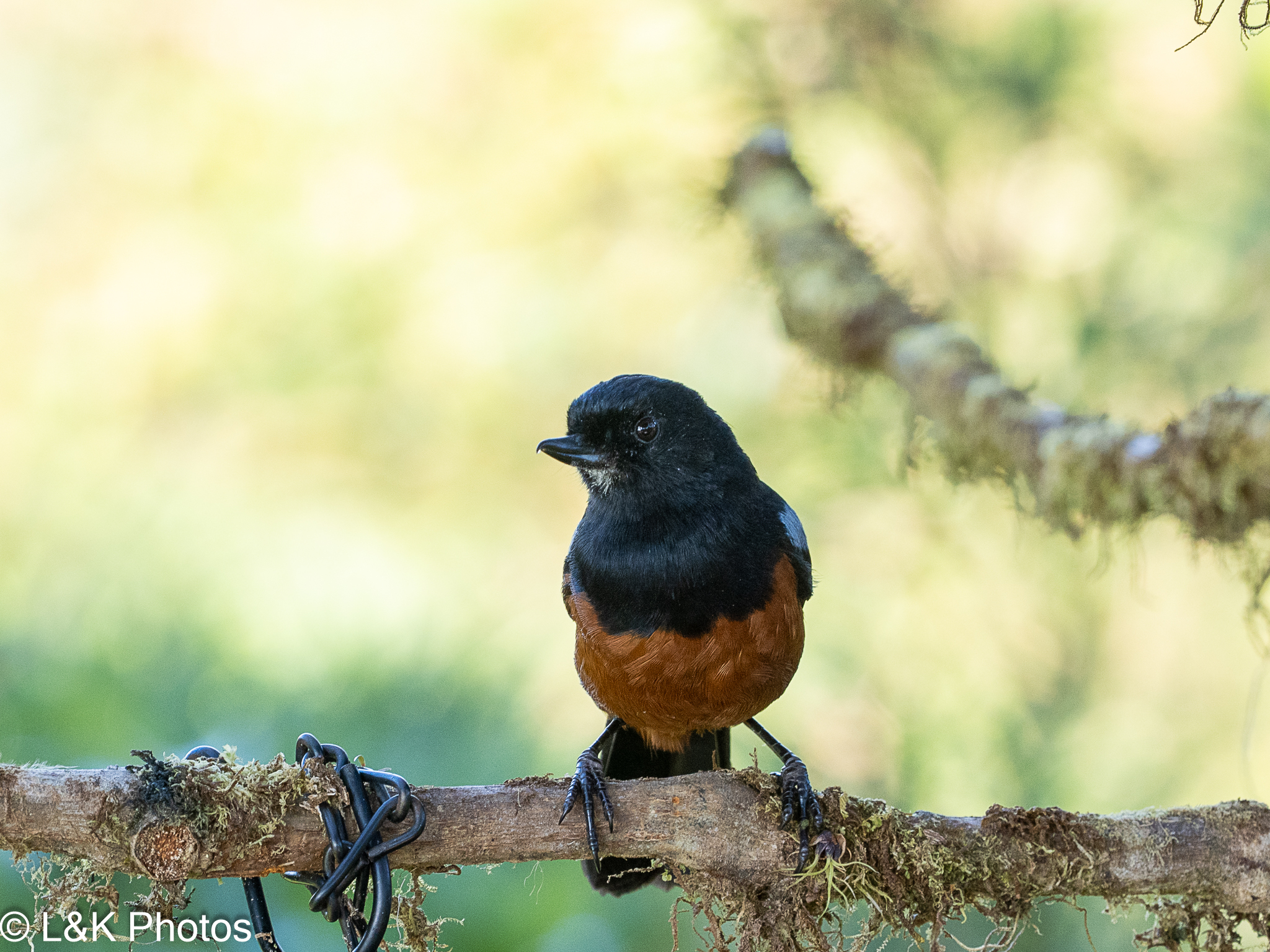 Chestnut-bellied Flowerpiercer (Diglossa gloriosissima), photo 9