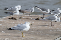Larus delawarensis