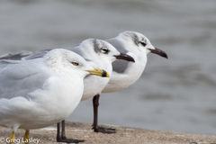 Larus delawarensis