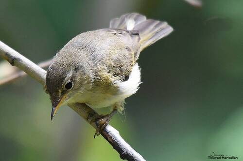Iberian Chiffchaff (Phylloscopus ibericus), photo 10
