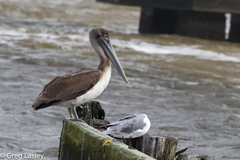 Pelecanus occidentalis