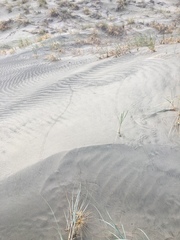 Pericoptus truncatus