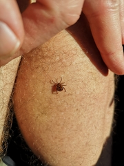 Dermacentor rhinocerinus