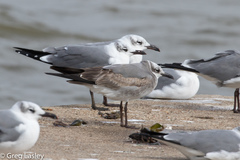 Leucophaeus atricilla