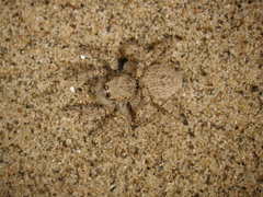 Habronattus amicus