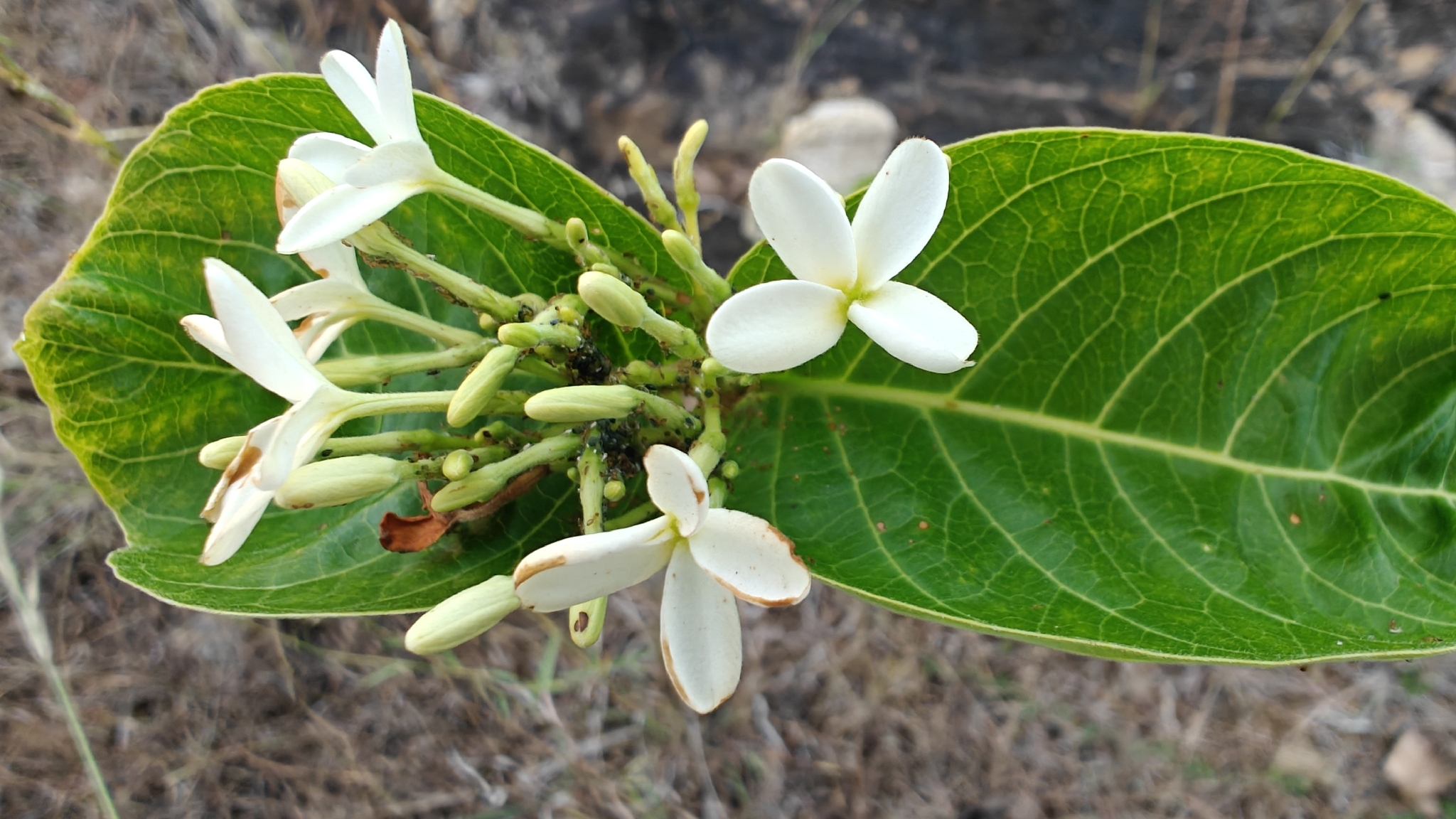 Bitter Oleander (Holarrhena pubescens)