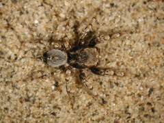 Habronattus amicus
