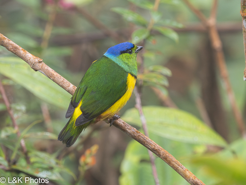 Chestnut-breasted Chlorophonia (Chlorophonia pyrrhophrys), photo 7