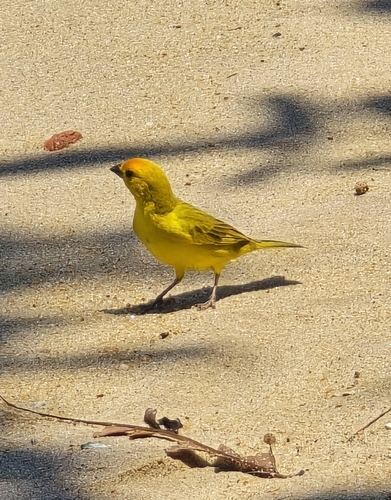 Brazilian Saffron Finch