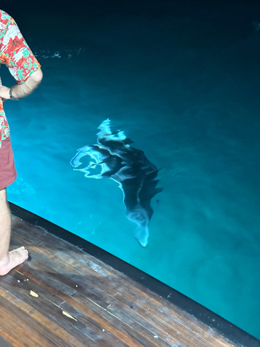 Mobula alfredi