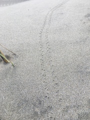 Pericoptus truncatus