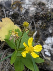 Ranunculus creticus, photograph (c) Marios Thoma, some rights reserved (CC BY)