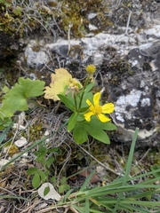 Ranunculus creticus, photograph (c) Marios Thoma, some rights reserved (CC BY)