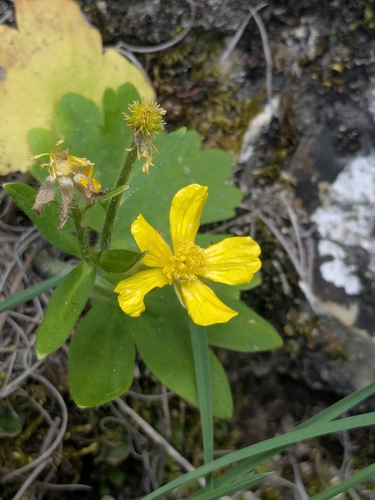 Cretan Buttercup (Ranunculus creticus)