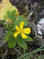 Ranunculus creticus, photograph (c) Marios Thoma, some rights reserved (CC BY)